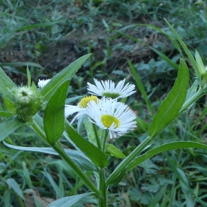 Photographie n°2251056 du taxon Erigeron annuus (L.) Desf. [1804]