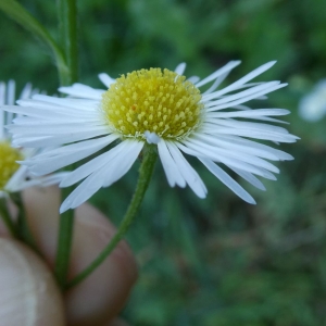 Photographie n°2251059 du taxon Erigeron annuus (L.) Desf. [1804]