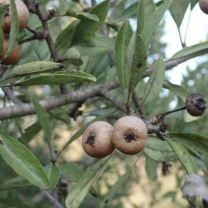 Photographie n°2251061 du taxon Pyrus spinosa Forssk. [1775]