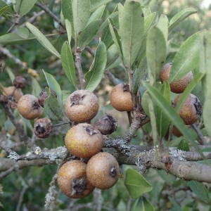 Photographie n°2251064 du taxon Pyrus spinosa Forssk. [1775]