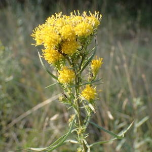 Photographie n°2251065 du taxon Galatella linosyris (L.) Rchb.f. [1854]