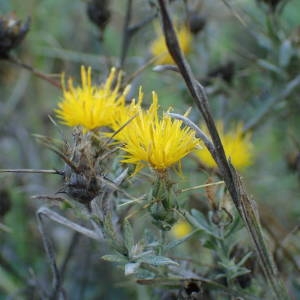 Photographie n°2251070 du taxon Centaurea solstitialis L. [1753]