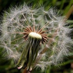 Photographie n°2251073 du taxon Taraxacum officinale F.H.Wigg.