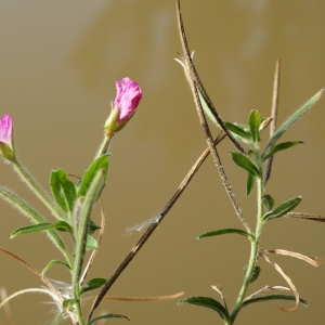 Photographie n°2251109 du taxon Epilobium hirsutum L.