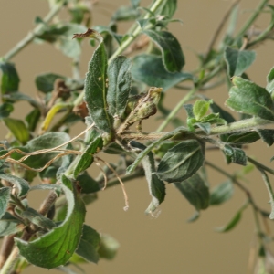 Photographie n°2251117 du taxon Epilobium hirsutum L.