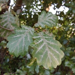 Photographie n°2251177 du taxon Quercus robur L. [1753]