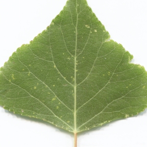 Photographie n°2251225 du taxon Populus nigra L. [1753]