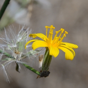 Photographie n°2251254 du taxon Chondrilla juncea L. [1753]