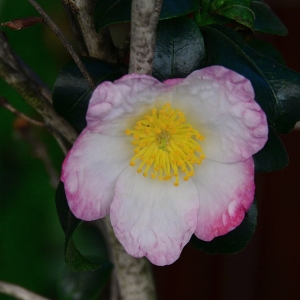 Camellia sasanqua Thunb. (Camélia)