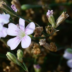 Photographie n°2251277 du taxon Petrorhagia saxifraga (L.) Link [1829]