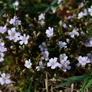 Photographie n°2251278 du taxon Petrorhagia saxifraga (L.) Link [1829]