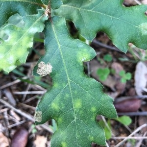 Photographie n°2251320 du taxon Quercus robur L. [1753]