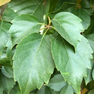 Photographie n°2251322 du taxon Parthenocissus quinquefolia (L.) Planch. [1887]