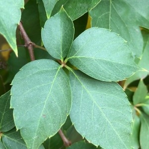 Photographie n°2251323 du taxon Parthenocissus quinquefolia (L.) Planch. [1887]