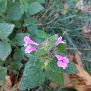 Photographie n°2251333 du taxon Clinopodium vulgare L. [1753]