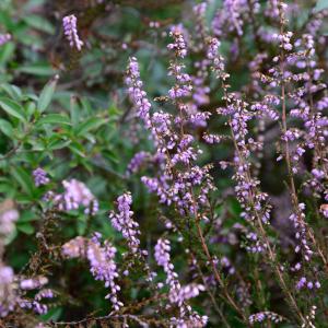 Photographie n°2251348 du taxon Calluna vulgaris (L.) Hull [1808]