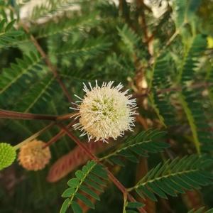  - Leucaena leucocephala (Lam.) de Wit [1961]