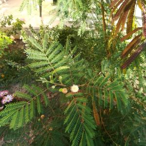  - Leucaena leucocephala (Lam.) de Wit [1961]