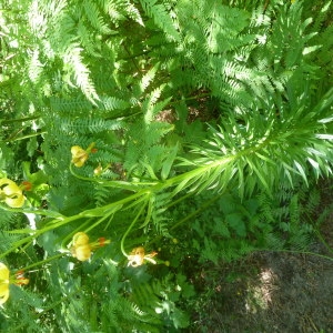 Photographie n°2251401 du taxon Lilium pyrenaicum Gouan