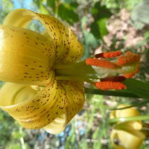 Photographie n°2251402 du taxon Lilium pyrenaicum Gouan