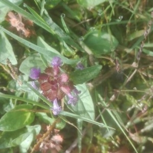 Photographie n°2251455 du taxon Prunella vulgaris L. [1753]