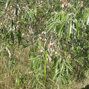 Photographie n°2251512 du taxon Elaeagnus angustifolia L. [1753]