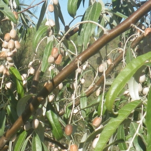 Photographie n°2251515 du taxon Elaeagnus angustifolia L. [1753]