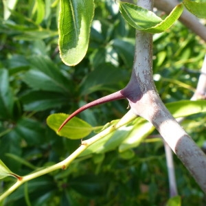 Photographie n°2251523 du taxon Ziziphus jujuba Mill. [1768]