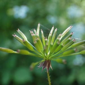 Photographie n°2251534 du taxon Chaerophyllum temulum L. [1753]