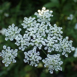 Photographie n°2251535 du taxon Chaerophyllum temulum L. [1753]