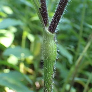 Photographie n°2251536 du taxon Chaerophyllum temulum L. [1753]