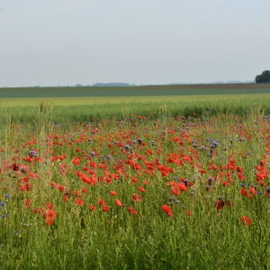 Photographie n°2251584 du taxon Coquelicot