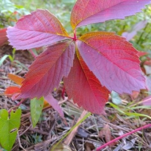 Photographie n°2251657 du taxon Parthenocissus quinquefolia (L.) Planch. [1887]