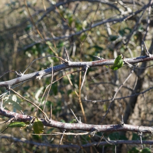 Photographie n°2251678 du taxon Elaeagnus angustifolia L. [1753]