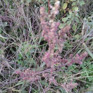 Photographie n°2251689 du taxon Rumex acetosella L. [1753]