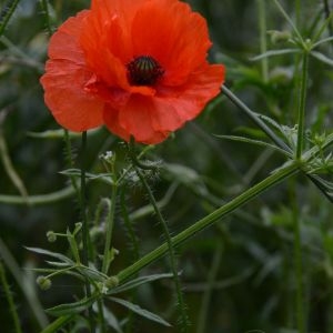 Photographie n°2251723 du taxon Papaver rhoeas L.