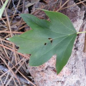 Photographie n°2251736 du taxon Sorbus torminalis (L.) Crantz [1763]