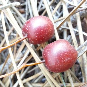 Photographie n°2251738 du taxon Sorbus torminalis (L.) Crantz [1763]
