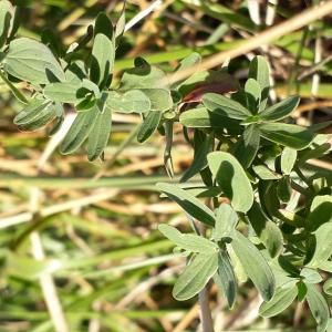 Photographie n°2251748 du taxon Hypericum perforatum L. [1753]