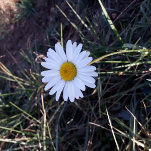 Photographie n°2251751 du taxon Leucanthemum Mill.