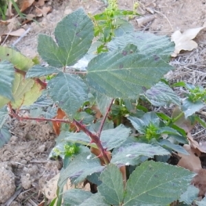 Photographie n°2251833 du taxon Rubus ulmifolius Schott [1818]