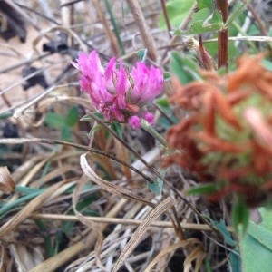 Photographie n°2251975 du taxon Trifolium pratense L. [1753]