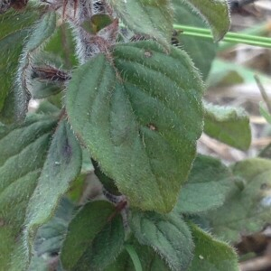 Photographie n°2251978 du taxon Clinopodium vulgare L. [1753]