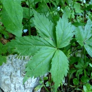 Photographie n°2252012 du taxon Dentaria pentaphyllos L. [1753]