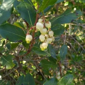 Photographie n°2252021 du taxon Arbutus unedo L. [1753]