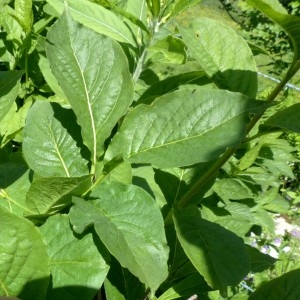 Photographie n°2252045 du taxon Lonicera alpigena L. [1753]