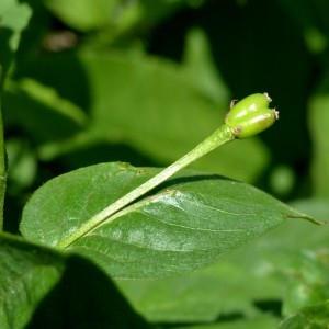 Photographie n°2252047 du taxon Lonicera alpigena L. [1753]