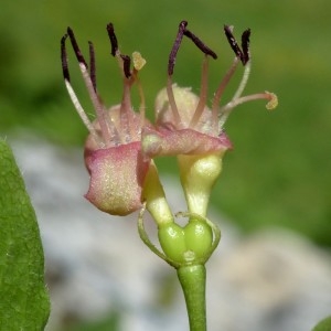 Lonicera alpigena L. (Camérisier des Alpes)