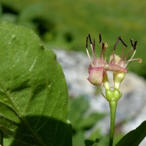 Photographie n°2252052 du taxon Lonicera alpigena L. [1753]