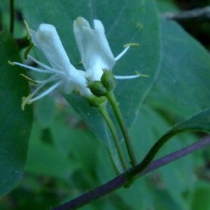Photographie n°2252070 du taxon Lonicera xylosteum L. [1753]
